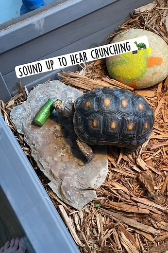 🐢💚 Ever heard a tortoise crunch on his favorite snack? That sound isn’t just adorable — it’s a sign of a healthy appetite and strong beak strength! Tortoises love fibrous veggies like zucchini, squash, and leafy greens. They help: ✅ Keep their beak naturally trimmed ✅ Support healthy digestion ✅ Provide hydration through water-rich foods So next time you hear that crunch, know it’s the sound of a happy, healthy tortoise! 🎧 Turn the sound up and enjoy the ASMR of nature’s slowest eater doing h