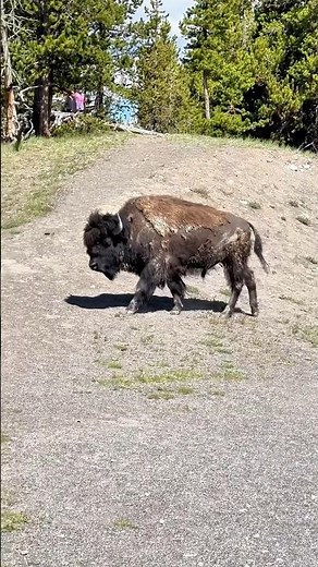 Walking with Giants: Bison 🦬 Encounters in Yellowstone’s Wilderness