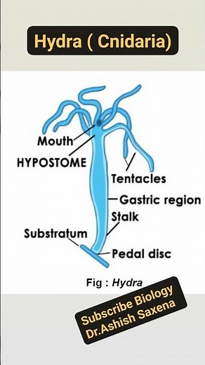 Hydra ( Cnidaria)