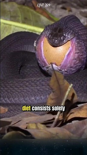 The egg-eating snake swallows an egg that's three times the diameter of its own head. #snake