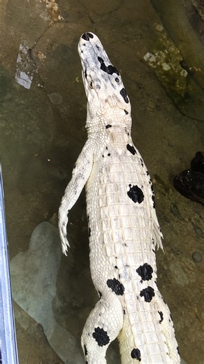 Albino alligators shock viewers with striking white scales