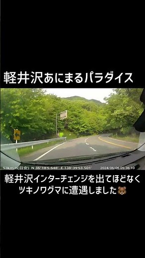 #熊出没 #軽井沢 #ツキノワグマ #クマ目撃