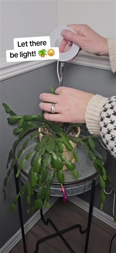 These little USB indoor plant lights are such a lifesaver if you have plants that struggle with low light. The setup is super simple — the light has a small adjustable head that attaches to a post, and you just stick it right into the soil. It’s fully extendable, the head moves in whatever direction you need, and it gives your plant that “fake sunlight” boost so it can actually flourish indoors. It has a built-in timer, adjustable brightness settings on the cord, and it’s USB powered, so you can