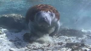 Once commonly referred to as “sea cows,” the Florida manatee is an herbivorous marine mammal that can grow to over 13 feet long and weigh more than 3,000 pounds! Florida manatees are usually found in the southeastern United States, but have been observed as far north as Massachusetts during warmer months. Historically, the Florida manatee was hunted as a food source by Native Americans and 19th-century colonists, the latter of which rapidly increased the rate of slaughter by using guns. This dec
