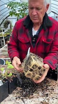 Give me that root bound Hosta! Tony's Tips
