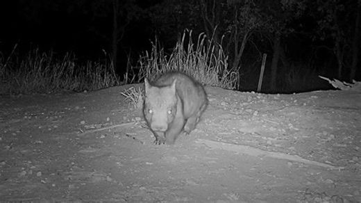 Wildlife camera catches rare footage of critically endangered animal: 'The first juvenile spotted for a few years'