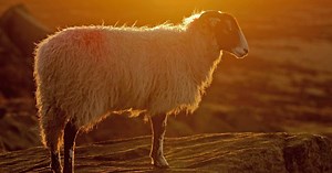 'World's loneliest sheep' who lived in solitude for 2 years after falling off a cliff rescued by 5 farmers
