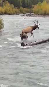 Grizzly Bear Hunts Elk in River Chase