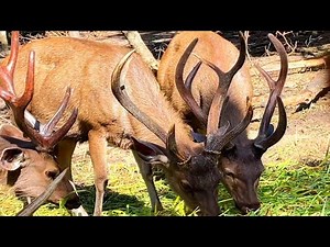 WILD Animals Eating Each Other!