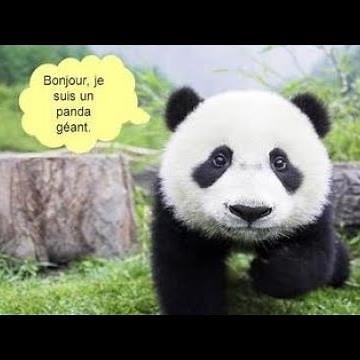 Decrire un animal : le panda géant.