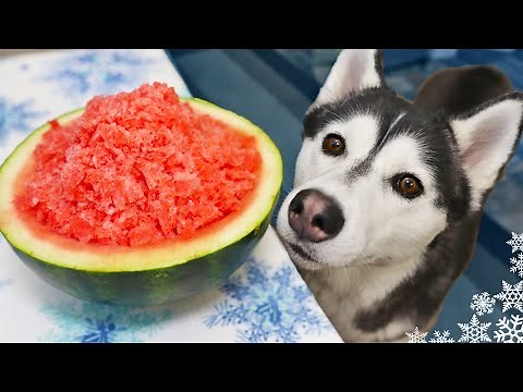 Watermelon Snow Cones For Dogs 🍉 Frozen Dog Treats DIY