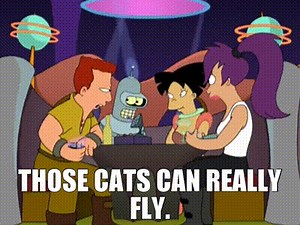 Those cats can really fly.