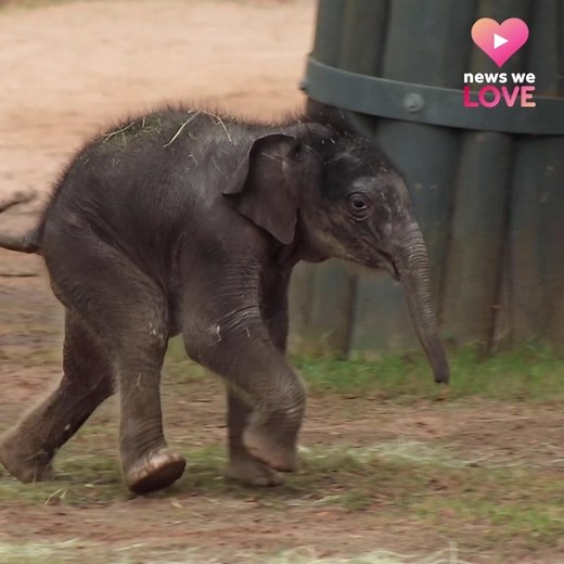 316K views | #NewsWeLove ❤️️ BABY ELEPHANT! Meet baby Brazos, an Asian elephant calf born at the Fort Worth Zoo, and he’s just TOO CUTE! Welcome to the world! ( : Fort Worth Zoo) | Hearst Television | Facebook