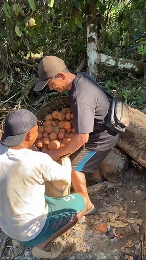 Harvesting tampoi fruit from the forest