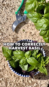 39K views · 873 reactions | Here is how to correctly harvest your Basil so that it keeps on regrowing  #Garden #gardening #basil #kitchengarden #basilico #herbs | Thefrenchiegardener | Facebook