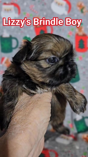 1.3K views · 42 reactions | Lizzy's Gold Brindle Boy is 4 weeks old and weighs 1#3oz. He has inky black pigment and beautiful tiger stripes. #shihtzu #ChristmasGift #pup #puppy #shihtzusofinstagram #shihtzulove #shihtzulovers | Smoochie Imperial Shih Tzu | Facebook