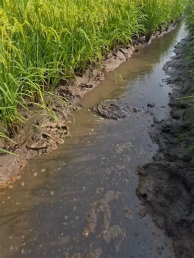 Catching Fish Naturally Under Sewage Water: Saltwater Fishing Tips
