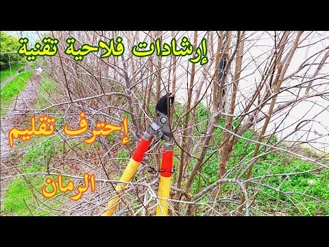 تقليم أشجار الرمان طريقة تقنية la taille de grenadier
