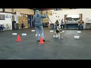 Bean's First AKC Scentwork Trial! Day 1