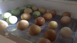 Duck Eggs