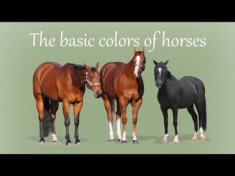 Basic Horse Color Genetics - and introduction