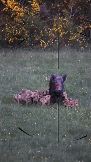 Wild boar hunting | caccia al cinghiale | chasse au sanglier