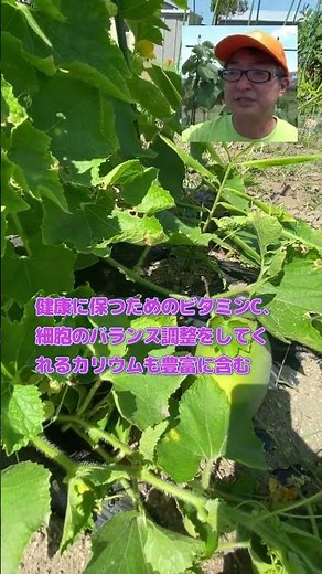 8月中旬の家庭菜園 冬瓜 とうがん