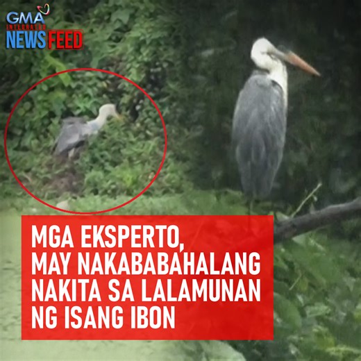 388K views · 3.4K reactions | Ikinagulat at labis na ikinabahala ng mga eksperto ang nakita nila sa lalamunan ng isang ibon. Ang inakalang bukol noong una, bara pala na posibleng ikasawi nito! Ang nadiskubre sa Brazil, panoorin sa video! | GMA News | Facebook