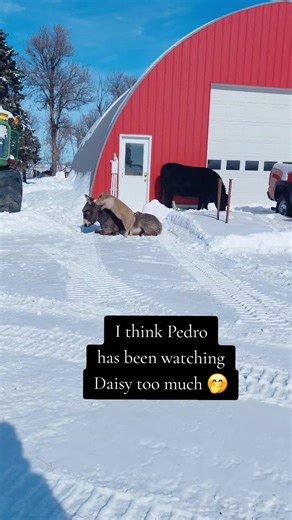 🤎Last year, Pedro went to breed my friend's donkey. He was caught red handed chasing lambs and calves and grabbing them by the neck. 🤎This year, he's been promoted to Uncle Pedro and hands out free piggy back rides left and right?! (I never thought we'd be here!!) #donkey #pig #cow #childrensbook #friends