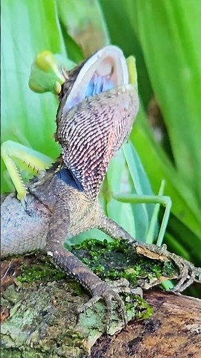 "Praying Mantis Fights Off a Giant Lizard"