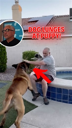 Cesar Millan on Instagram: "Let's watch a family introduce a dog to a puppy. Their intentions are good—they keep saying “gentle.” 🐶💛 But dogs don’t follow words the way humans do. They follow energy. In this Cesar Reacts, I explain why calm silence, clear direction, and claiming the puppy with an invisible boundary creates safety and trust from the very first moment. 👉 Watch more videos like this on my YouTube channel! Veamos a una familia presentar un perro con un cachorro. Sus intenciones s