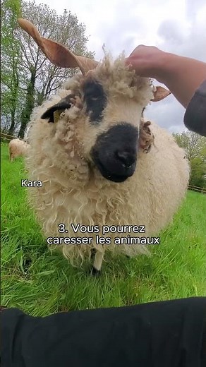 5 raisons de visiter un refuge pour animaux de ferme