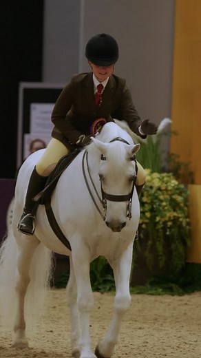 Seeing our saddles under the lights of HOYS never gets old 🤩 The beautiful Panda and @harlowlunawhite showcasing the Classic Show Saddle. A timeless essential for all who want to excel in showing! | Black Country Saddles