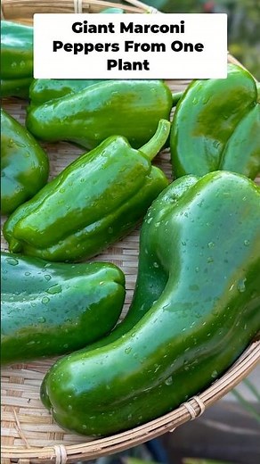 Giant Marconi Peppers: Huge Harvest From ONE Plant 🌶️ #shorts