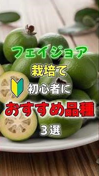 [Feijoa cultivation] 3 feijoa varieties recommended for beginners