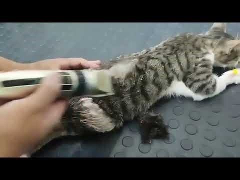 Cat’s Spine Protruding After Reckless Driver Leaves Him Paralyzed [STORY BELOW]