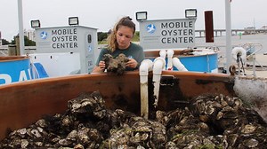 Chesapeake Bay Foundation completes annual restoration efforts