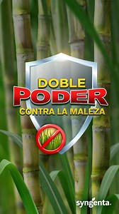 #Maleza mala, siempre muere con #EnvokeCaña. Combínalo con #CallistoCaña o cualquier otro #Herbicida para tener la máxima protección en tu #Cultivo. #SyngentaMx Más información, aquí 👉 https://bit.ly/4aD6Gfm | Syngenta México