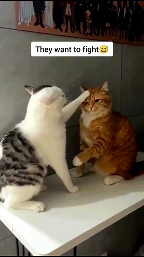 146K views · 3.3K reactions | Naughty cats just want to fight  #FunnyCats #catsoffacebook #catfunnyreels #entertainment #catreels #fbreels2025ツ #fun | Cats Entertainment | Facebook