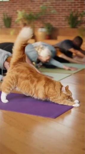 Meet Your New Yoga Instructor🧘🐈 Discover Calm with Cat Poses #YogaLife #Mindfulness #CatYoga
