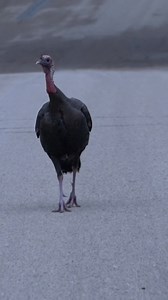 Same wild turkey that roosted over our truck in last video.. #springlegion #turkeyseason #turkeyhunting #mossyoak #wildturkeys #outdoors | Spring Legion