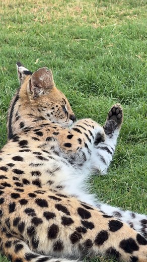 🐾 Duke and his favorite “toy” 🪨 Our young serval Duke doesn’t need fancy toys to have fun — a simple rock will do! He spent ages today tossing it around, pawing at it, and chasing it like the happiest little wild cat on earth. Servals are known for their playful and curious nature — in the wild, this behavior helps sharpen their hunting skills and coordination. Watching Duke entertain himself reminds us how even the simplest things can bring so much joy. ❤️ #Felidae #Serval #WildAtHeart #Playf
