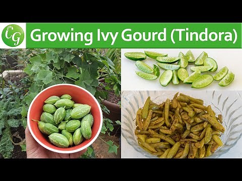 How To Grow Ivy Gourd (Tindora or Tondli) PLUS Recipe!