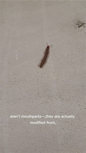 100 legs mysterious animal #centipede #animals #reels #viral #facts #animalfacts #shorts ##youtubes