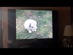 Opening To Bee Smart Baby Vocabulary Builder Vol. 3 2002 DVD