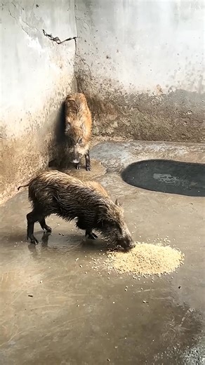 Wild Boar Feeding  #warthog #pig #boar #viral #short #animal #wildboar #wildlife | Jane Buckley | Facebook