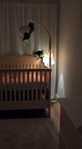 Parrot Prank: Bird Mimics Baby's Cry to Trick Mom