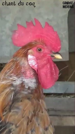 Chant du coq🐓 #SonsNaturels #Coq