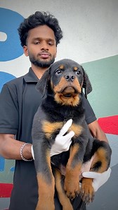 Retained fem pup from Import & Champion Sultan 😍 #rottweilerchennai #rottweiler #rott #rottylove #rottweilers_of_instagram #rottweilerpuppy #rottweilerforsale #rottie #rottweilerpuppies #chennai #viralreels #reels #rottpuppyforsale | Rottweiler chennai