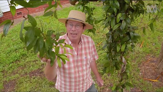 Birdwing Butterfly Vine - Gardening Australia